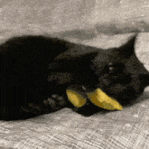 a black cat is laying on a bed and eating a slice of lemon