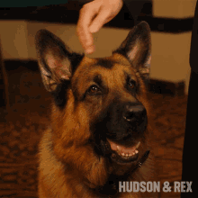 Petting Rex GIF