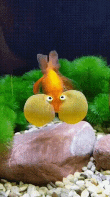 Funny Fish Goldfish GIF - Funny Fish Goldfish Fish GIFs