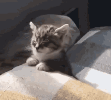 Cat Sleepy Sleepy GIF - Cat Sleepy Sleepy Cute Kitten GIFs
