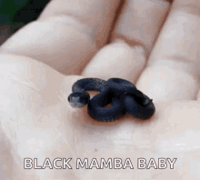 Snake Tiny GIF - Snake Tiny Animal GIFs