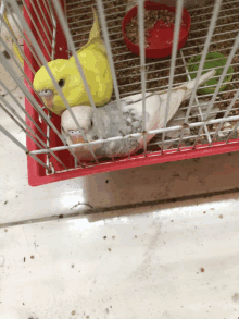 Birb And Ducky GIF - Birb And Ducky GIFs