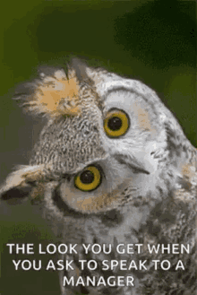 Owl Blink GIF