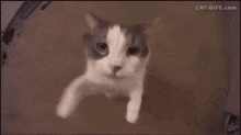 Cat Silly GIF - Cat Silly Hi GIFs
