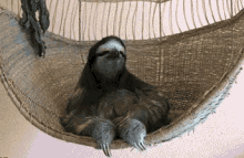 a sloth is laying in a hammock with its paws crossed .
