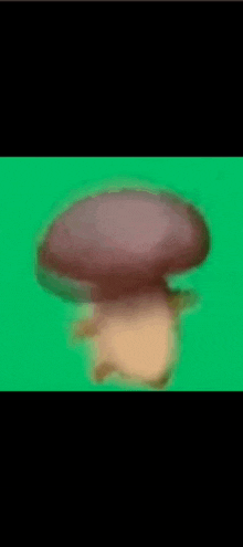 a close up of a mushroom on a green background .