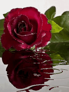 Roses57 Glittering Rose GIF - Roses57 Glittering Rose Rose Flowers57 GIFs