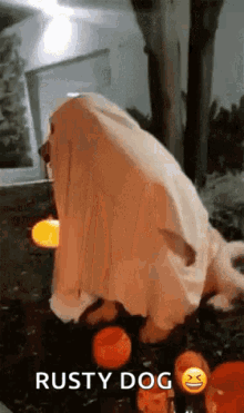 Ghost Dog GIF - Ghost Dog Halloween GIFs