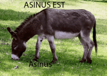 Asinus Est GIF - Asinus Est Asinus GIFs