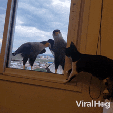 Hello Falcons GIF - Hello Falcons Cat GIFs