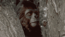 Sad Planet Of The Apes GIF - Sad Planet Of The Apes Pota GIFs