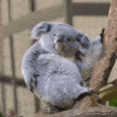 Ruzarugif Koala GIF - Ruzarugif Koala GIFs