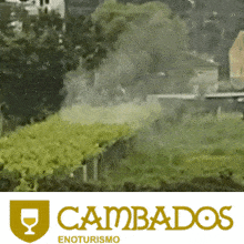 a logo for cambados enoturismo with a picture of trees