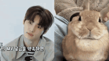 Hoon Coniglietto Sunghoon Coniglietto GIF - Hoon Coniglietto Sunghoon Coniglietto Bunny Sunghoon GIFs