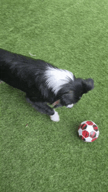 Soccer Dog GIF - Soccer Dog Border Collie GIFs