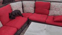 a dog laying on a couch with red cushions and pillows