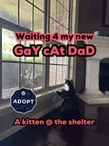 a cat looking out a window with the words " waiting 4 my new gay cat dad "