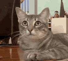 Yes Cat GIF - Yes Cat GIFs
