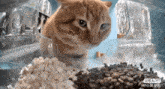 Hello Street Cat Cat Eating GIF - Hello Street Cat Cat Eating Mr Snack GIFs