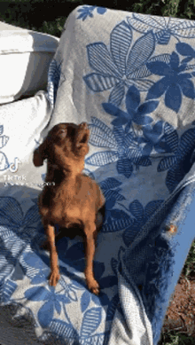 Osmar Chihuahua GIF - Osmar Chihuahua Perro GIFs