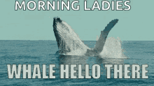 Whale Hello There Well Hello There GIF - Whale Hello There Well Hello There Hello GIFs