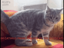 a cat with the words catimus prime leader of the autocats written below it
