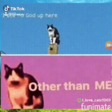 I See No God Up Here Cat On Pole GIF