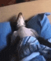 GIF