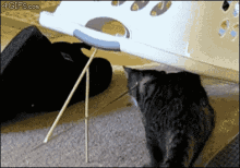 Oops GIF - Cats Trapped Oops GIFs