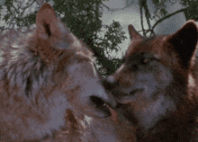 Wolf Kiss GIF - Wolf Kiss Lick GIFs