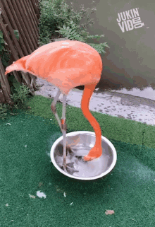 Flamingo Stomping GIF - Flamingo Stomping Drinking Water GIFs