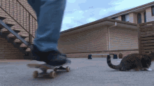 I Got It, Bro! GIF - Cat Skateboard Jump GIFs