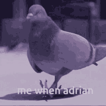 me when adrian adrian sturdy pigeon frowggii