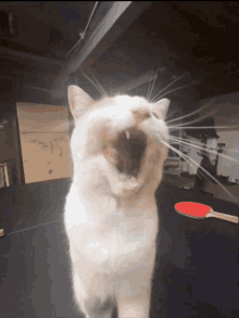 Cat Blep Tongue Cat GIF - Cat Blep Tongue Cat GIFs