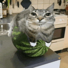 Cat Watermelon GIF