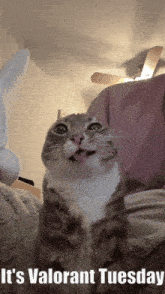 a cat with its tongue out and the words " it 's valorant tuesday " on the bottom