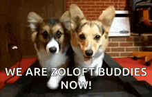Buddies Workout GIF - Buddies Workout Puppies GIFs