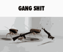 Gang Gang Shit GIF - Gang Gang Shit Gang Gang GIFs