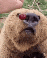 Cherry Grizzly Bear GIF