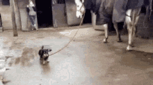 Horses Dogs GIF - Horses Dogs Funny Animals GIFs