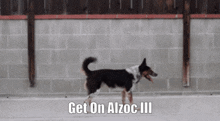 Alzoc GIF - Alzoc GIFs