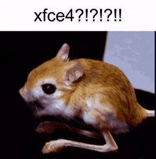 a picture of a mouse with a caption that says xfce4 ? ! ? !