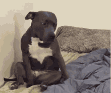 GIF