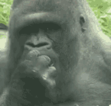 Ntuni Gorilla GIF - Ntuni Gorilla Eating GIFs