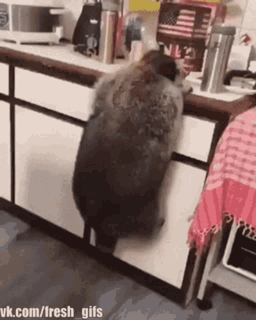 Biggie Cheese Hayden GIF - Biggie Cheese Hayden Fat - Discover & Share GIFs