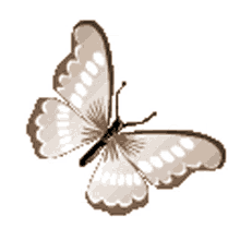 borboletas fly