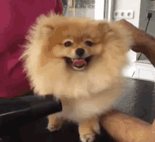 Pomeranian Blow-dry GIF - Puppy Cute Dog GIFs