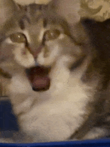 Cat Yawns GIF - Cat Yawns GIFs