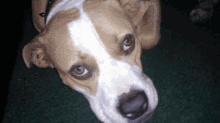 Aww Dog GIF - Aww Dog Pitbull GIFs