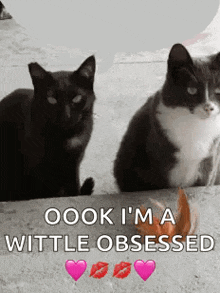 two cats are sitting next to each other on a sidewalk and one of the cats is obsessed with a pumpkin .